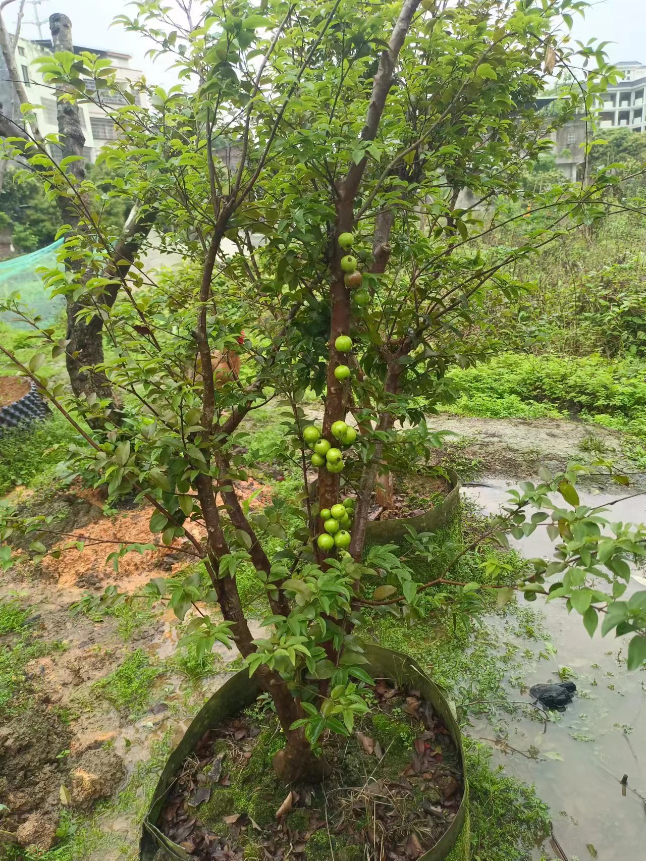 嘉宝果树育苗(嘉宝果树苗种植)