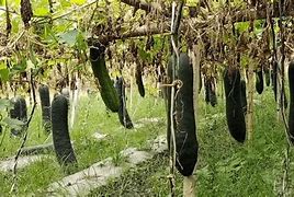 大棚冬瓜吊蔓种植(大棚冬瓜高产栽培技术)