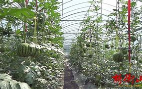 大棚冬瓜吊蔓种植(大棚冬瓜高产栽培技术)