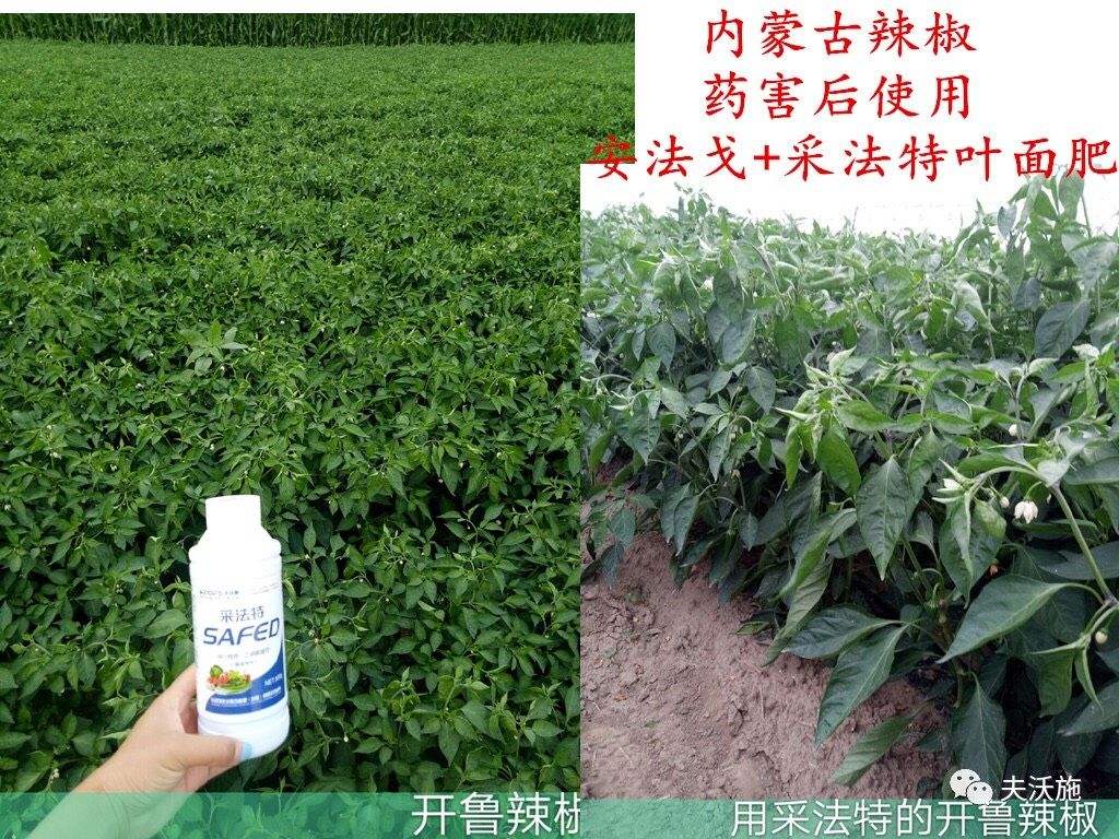 辣椒施肥用什么肥料最好(辣椒施肥用什么肥料最好用)