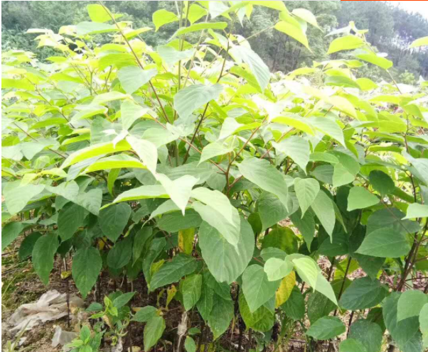 拐枣育苗(拐枣育苗生根粉用量)
