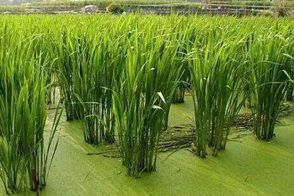 怎么种植水草(怎么种植水草种子)