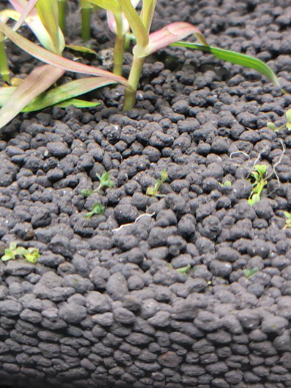 怎么种植水草(怎么种植水草种子)