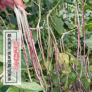 花豇豆怎么种植(花豇豆怎么种植方法视频)