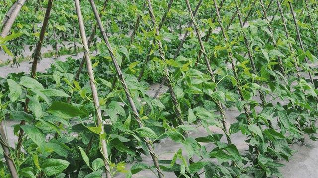 花豇豆怎么种植(花豇豆怎么种植方法视频)