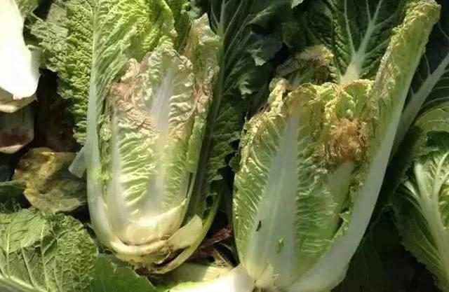 白菜烧心病的防治方法(白菜烧心病的防治方法视频)