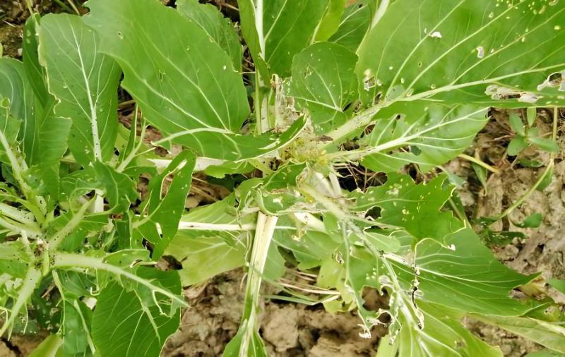 白菜烧心病的防治方法(白菜烧心病的防治方法视频)