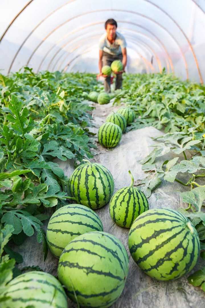 麒麟瓜种植时间和方法(麒麟瓜种植时间和方法图片)