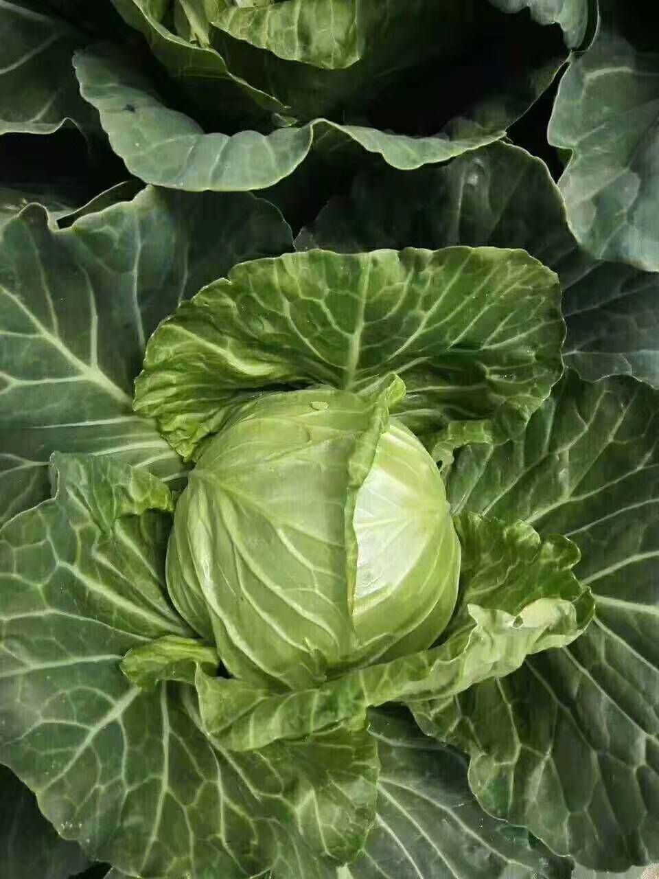 绿甘蓝可以生吃吗(绿甘蓝可以生吃吗 功效)