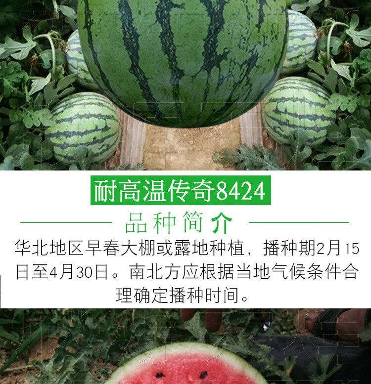 8424西瓜几月份播种(8424西瓜一年四季可以种吗)