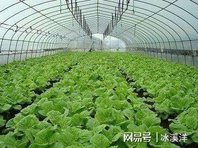 河南什么地方种植蔬菜比较多(河南种植什么蔬菜经济效益比较好)