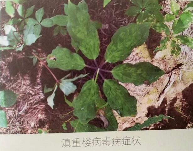 药材虫害的防治措施主要有(多措并举做好林木病虫害药剂防治)