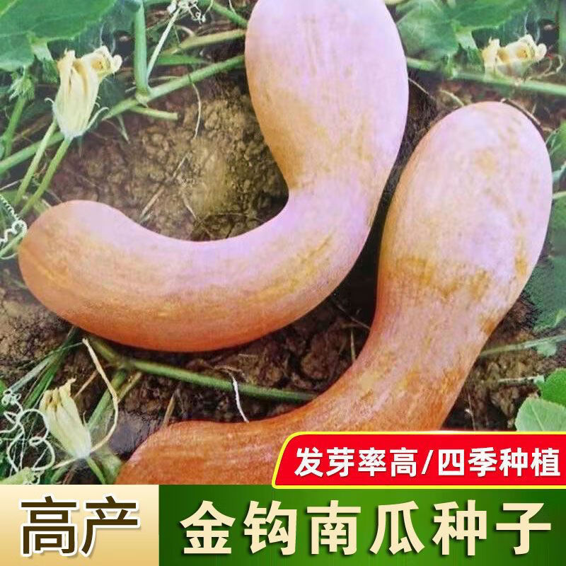 贵族南瓜种子能种吗(贵族南瓜适合南方种植吗)