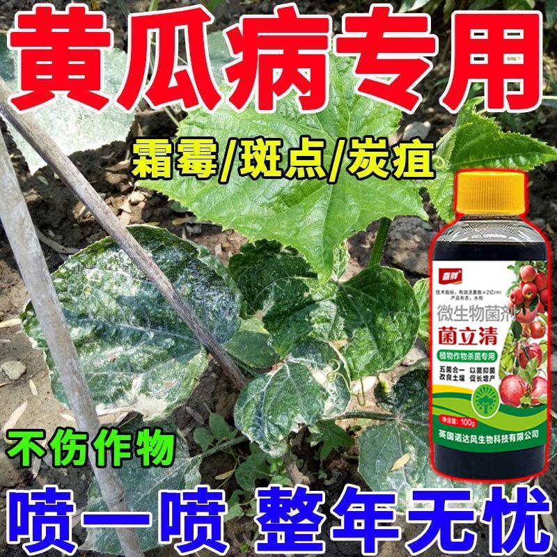 黄瓜褐斑病的防治方法(黄瓜褐斑病的防治方法有哪些)
