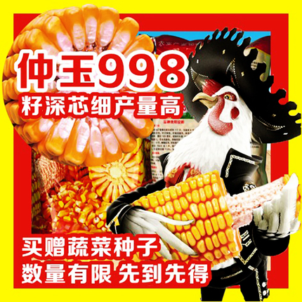 国审玉米种998(国审玉米种编号有什么不同)