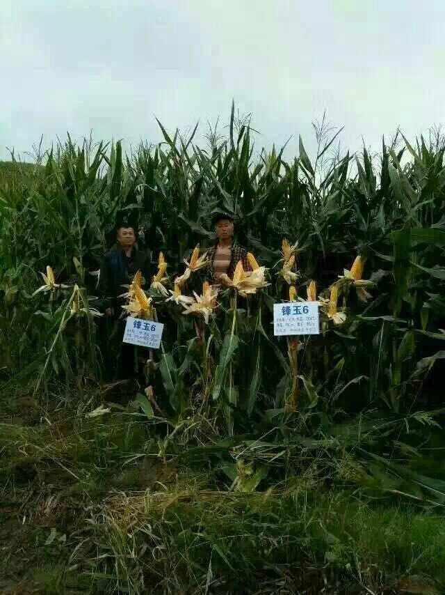 608玉米种好不好(同玉608玉米种好不好)