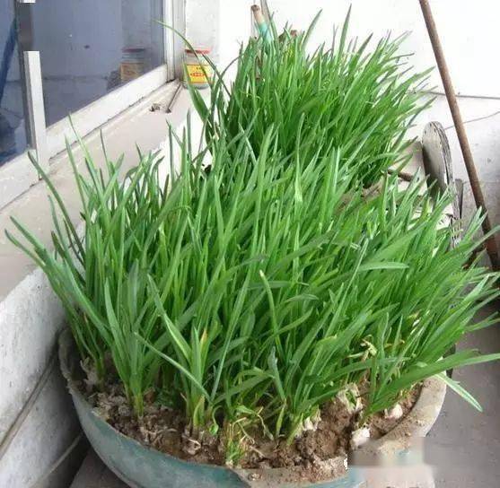 盆栽种蔬菜(盆栽种植蔬菜)