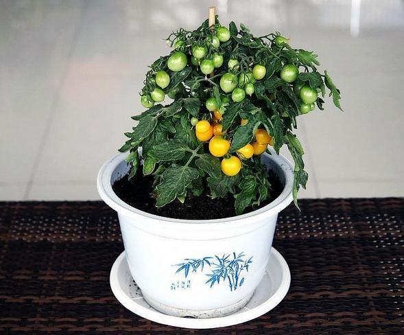 盆栽种蔬菜(盆栽种植蔬菜)
