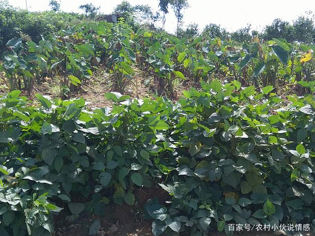 山芋头的种植方法(山芋头种植方法药材)