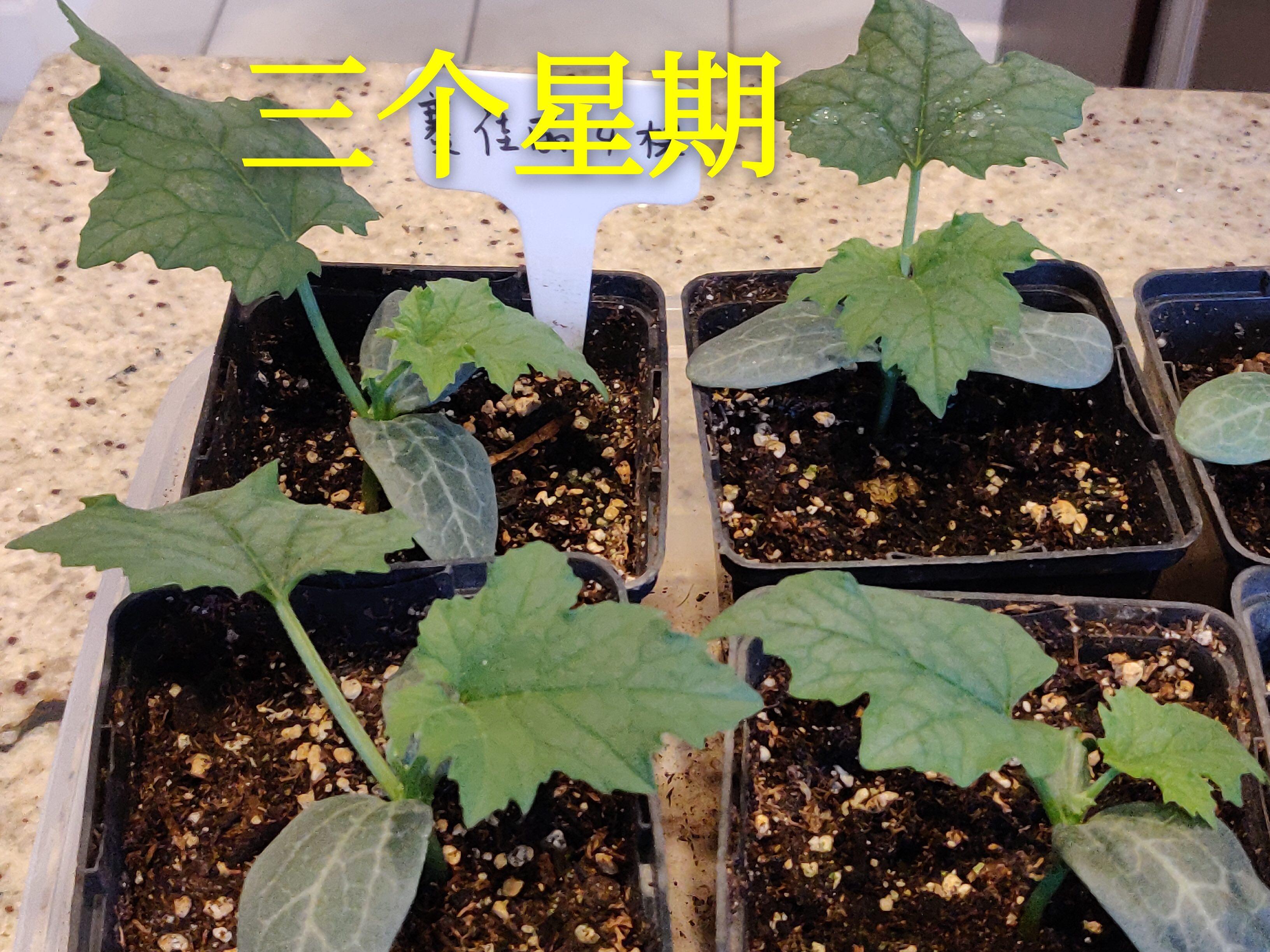 丝瓜怎样种植才早结瓜(丝瓜怎样种植才早结瓜呢)