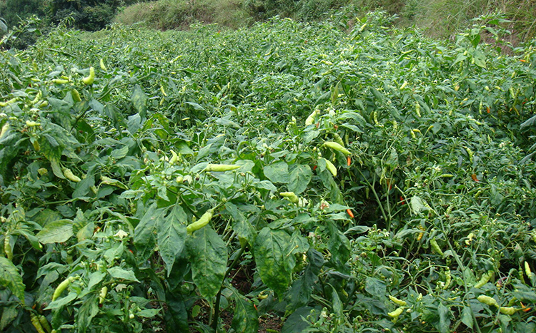 小米辣椒种植(小米辣椒种植方法全过程)