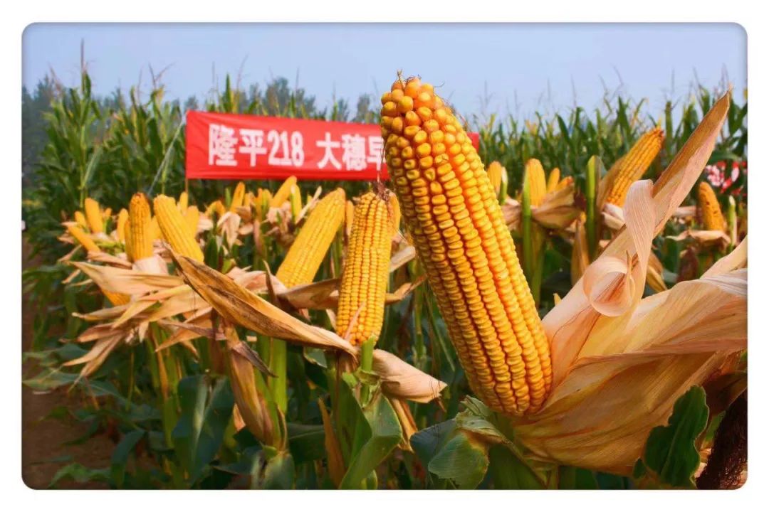 隆平玉米种子哪个品牌好(隆平玉米种子哪个品牌好一点)