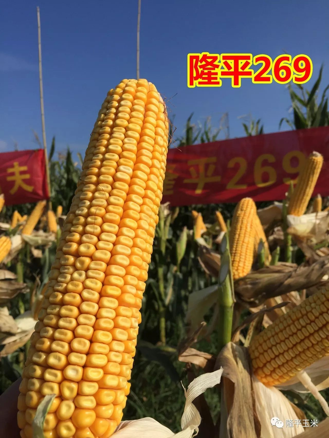 隆平玉米种子哪个品牌好(隆平玉米种子哪个品牌好一点)