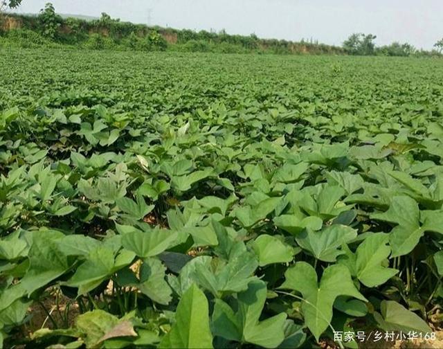 种红薯用什么化肥(栽红薯用什么肥料更高产)