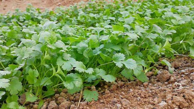 广西香菜苗(香菜苗是怎么样的)