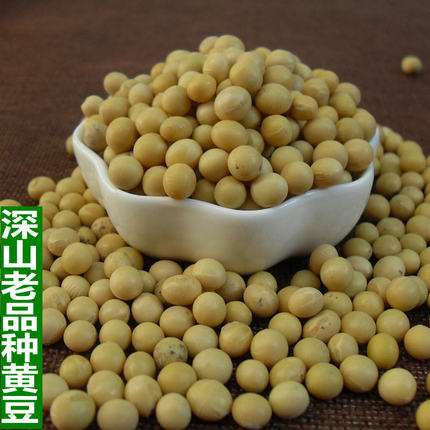 黄豆种品种(黄豆几种品种)