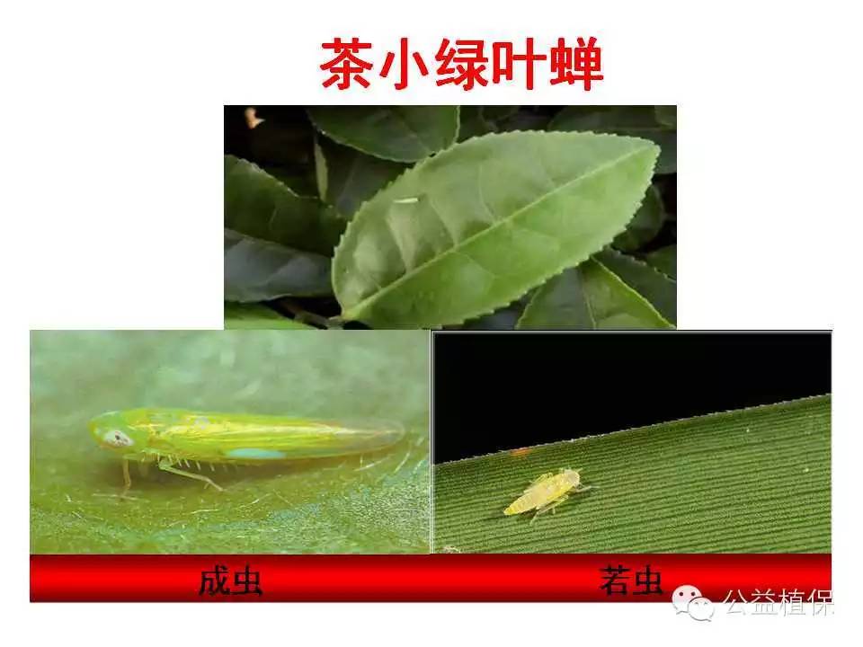茶叶病虫害防治图谱(玉米病虫害识别图谱与防治技术)
