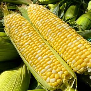 水果玉米是哪里产的(水果玉米是哪里的特产)