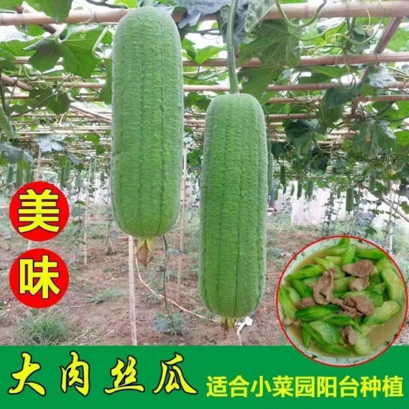丝瓜结果施什么肥(丝瓜结果用什么肥料)