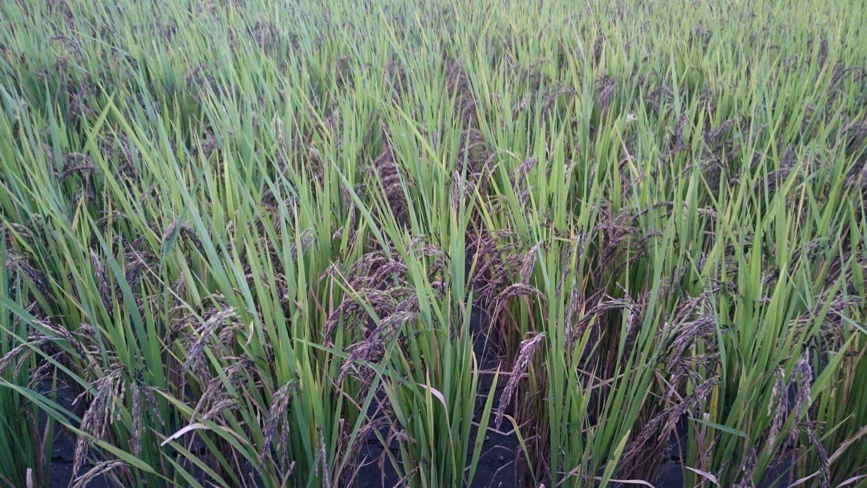 黑米种植条件(黑米种植条件是什么)