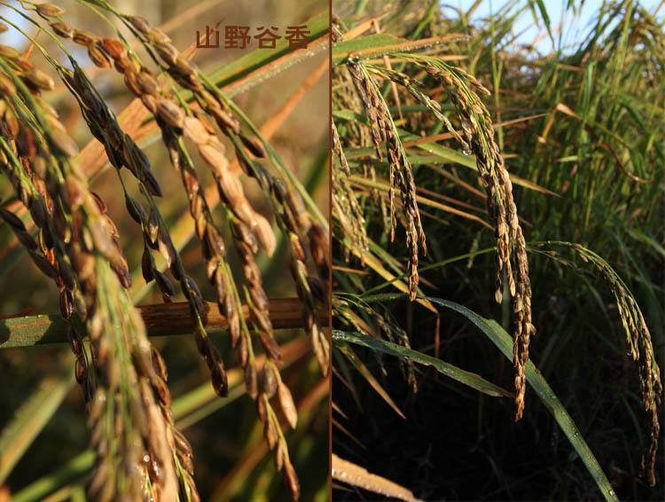 黑米种植条件(黑米种植条件是什么)