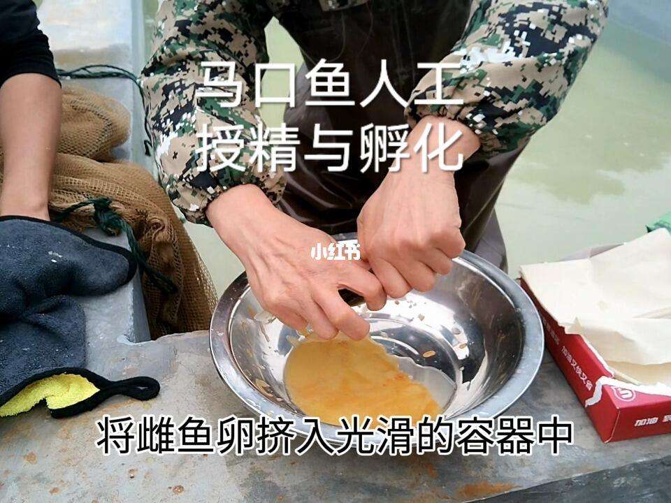 包含马口鱼养殖技术马口鱼养殖的词条