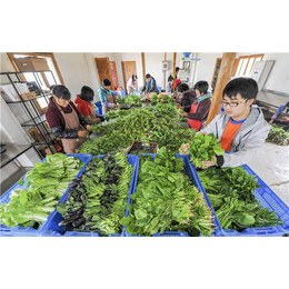 深圳蔬菜加工(深圳蔬菜加工企业)