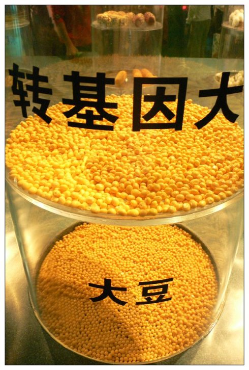 美国人吃转基因食品吗(美国人也吃转基因大豆吗)
