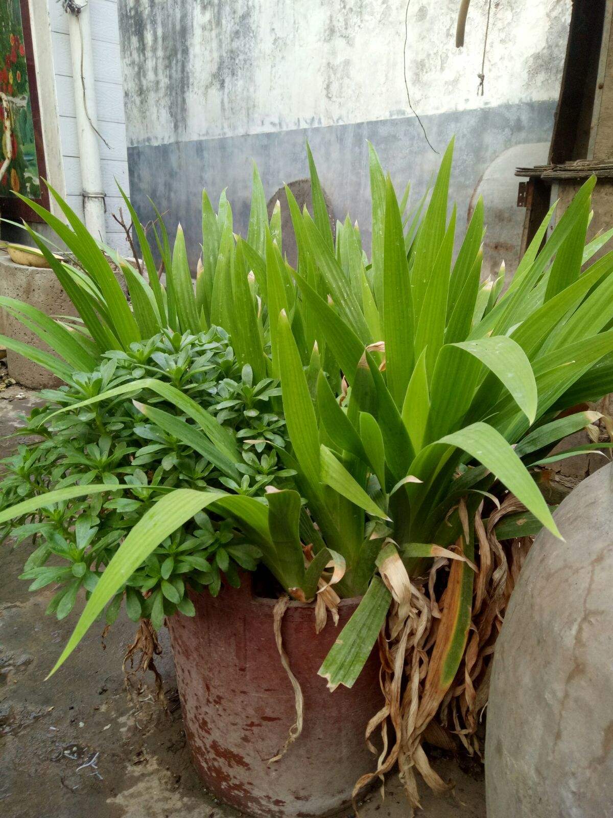扁株草(扁株草和金银花能一起泡水喝吗)