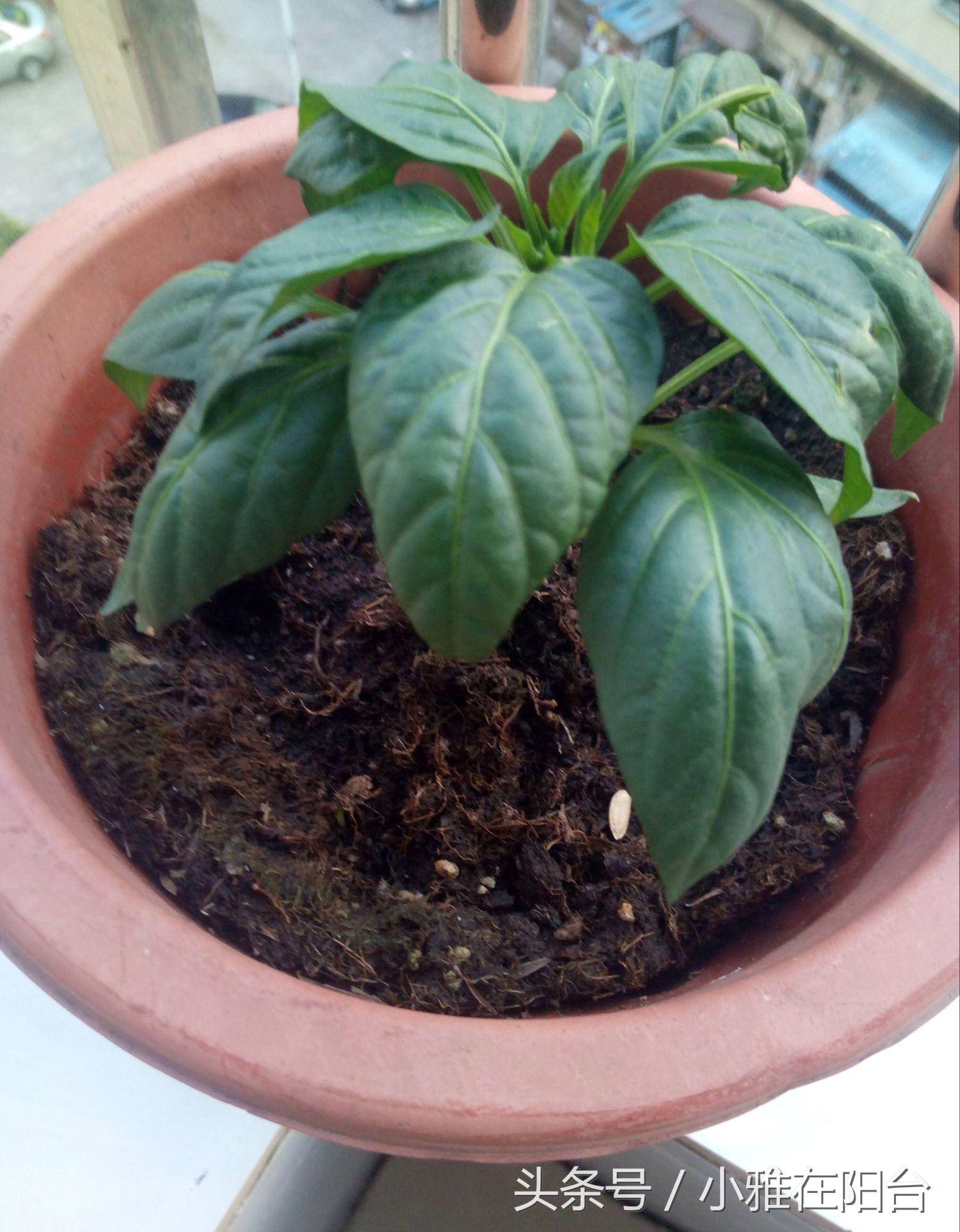 盆栽辣椒种植方法(盆栽辣椒种植方法图解)