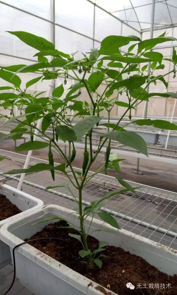 盆栽辣椒种植方法(盆栽辣椒种植方法图解)