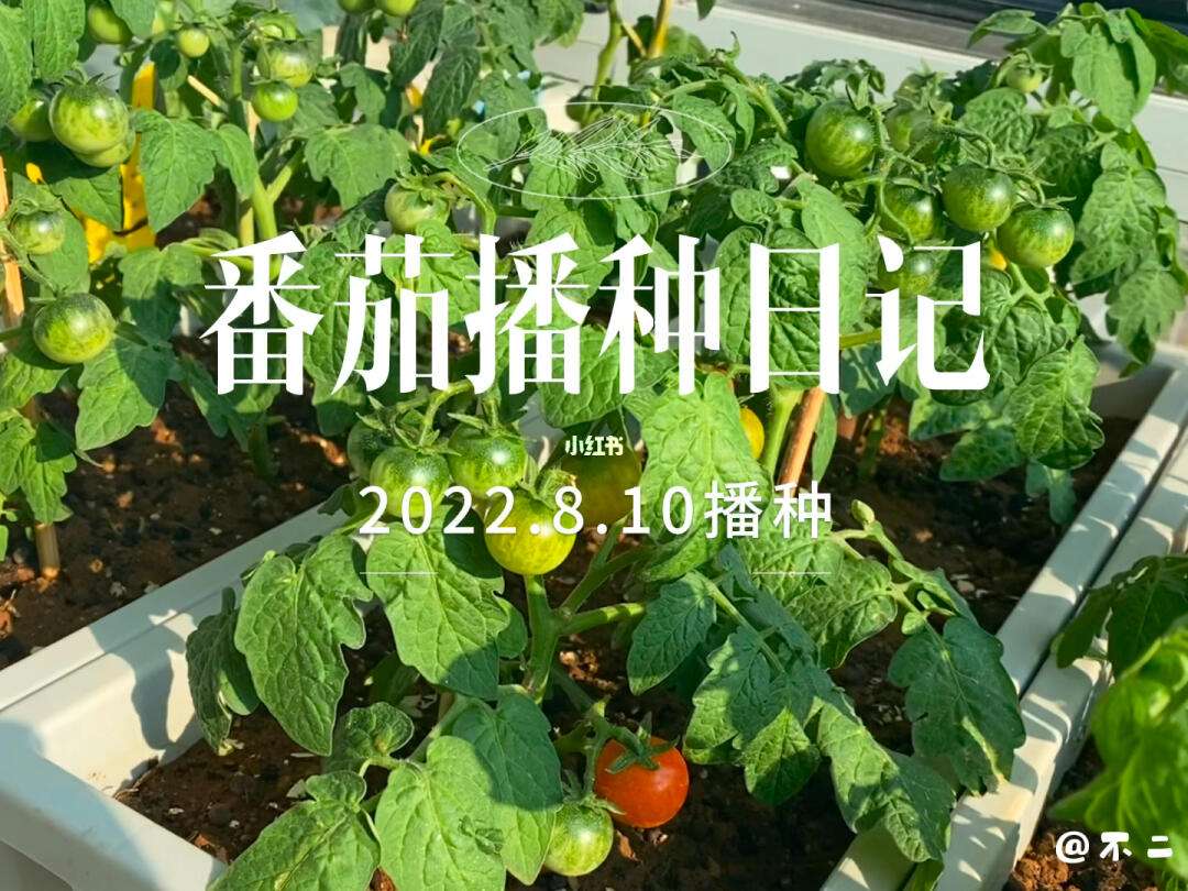 种植西红柿日记(种植西红柿日记三遍怎么写)