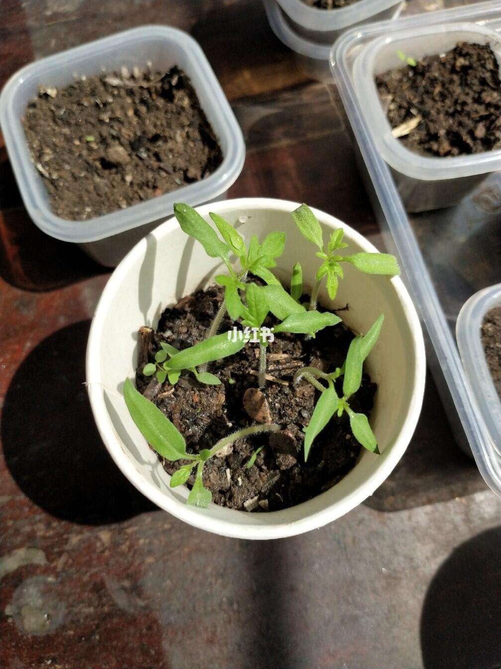 种植西红柿日记(种植西红柿日记三遍怎么写)