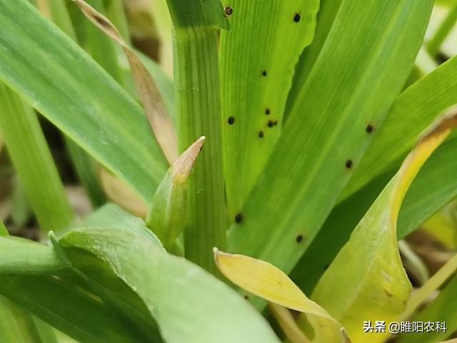 豆角腻虫最新防治办法(豆角上生腻虫打什么药能治虫)