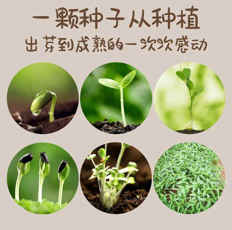 冬天种菠菜的方法(气温多少度可以种菠菜)
