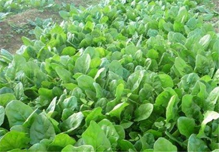 冬天种菠菜的方法(气温多少度可以种菠菜)