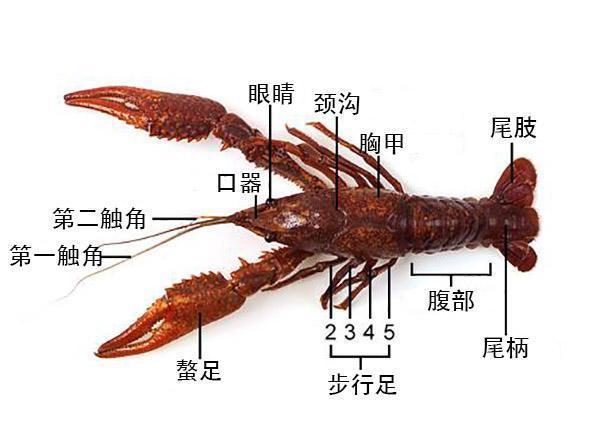 龙虾养殖知识(龙虾养殖技术方法)