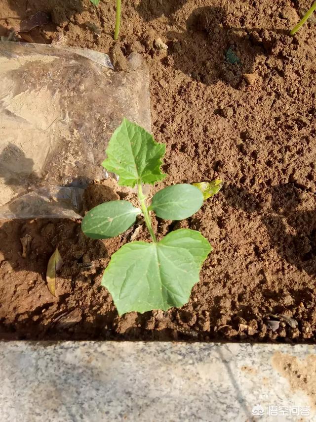 黄瓜苗怎么种植和管理(黄瓜苗种植技术与管理方法)