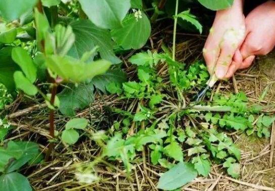 野芥菜的功效与作用及食用方法(野芥菜的功效与作用及食用方法第九套广播体操)