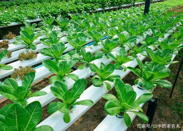 适合春夏种植的蔬菜(适合春夏种植的蔬菜有哪些)